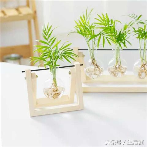 ​办公室养这6种小植物，带来好心情