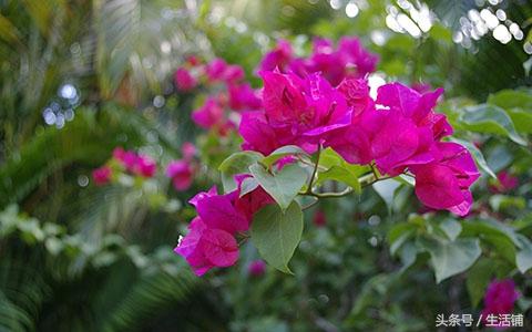 5种适合庭院种植的爬藤植物，美的让人欲罢不能