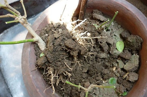 茉莉花怎么分株 茉莉花的分株方法和注意事项