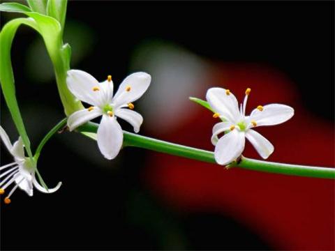 有什么花和昙花一样开花时间都很短暂的？