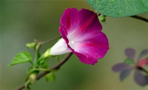 有什么花和昙花一样开花时间都很短暂的？