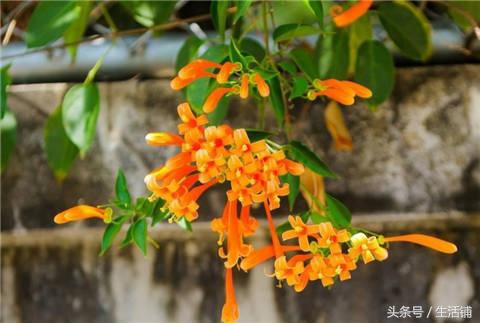 她在家里种上这些花，邻居都纷纷过来参观