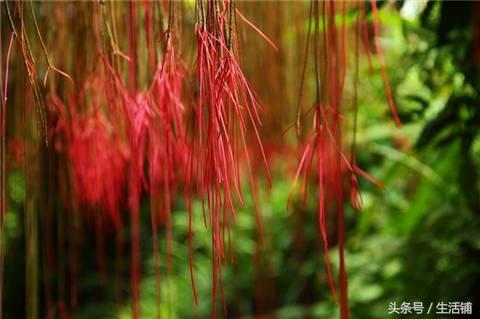 她在家里种上这些花，邻居都纷纷过来参观