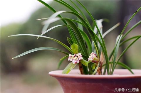 冬季花卉养护大全，不怕花冻死