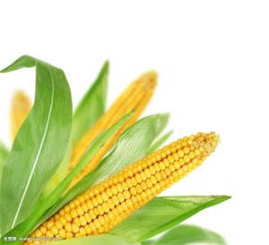 如何挑选玉米 揭日常食用玉米的养生小贴士