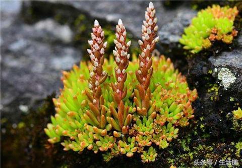 77种景天科多肉植物，让你大饱眼福