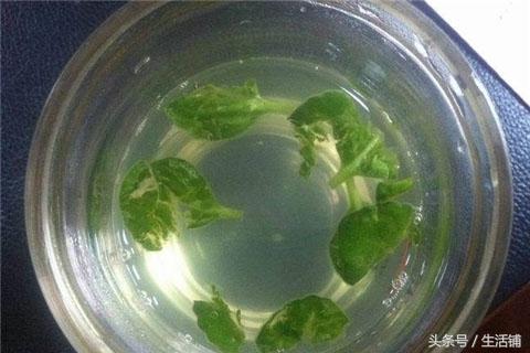 10种能吃的多肉植物，要不要来一份？