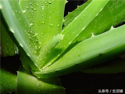 10种能吃的多肉植物，要不要来一份？