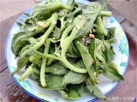 10种能吃的多肉植物，要不要来一份？