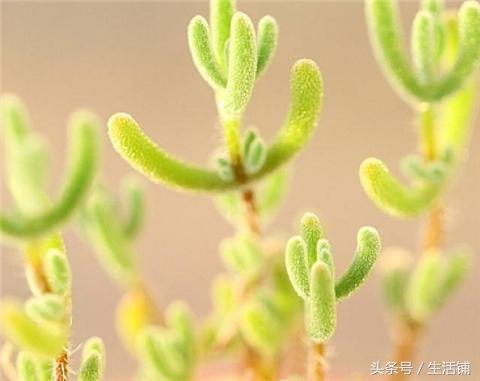 20种番杏科多肉植物，萌货来一波