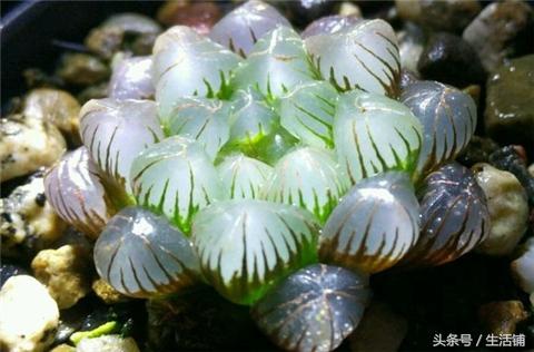 22种十二卷多肉植物，大自然的鬼斧神工