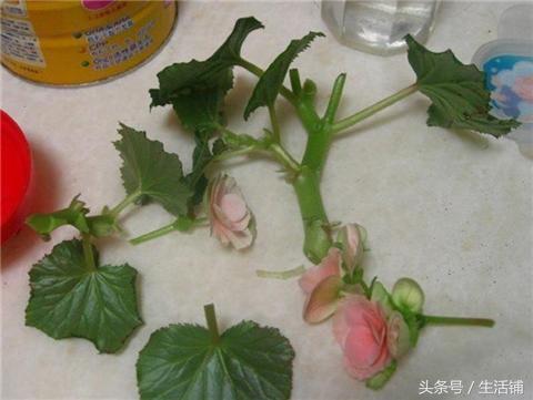4种花在秋季进行扦插，快速生根一盆变多盆！