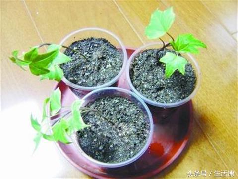 4种花在秋季进行扦插，快速生根一盆变多盆！