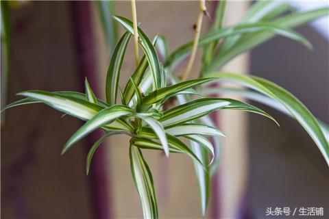 3招让吊兰一年都绿油油，花儿朵朵开！