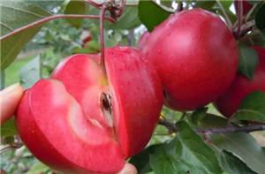 10种超罕见水果，你有见过吗？