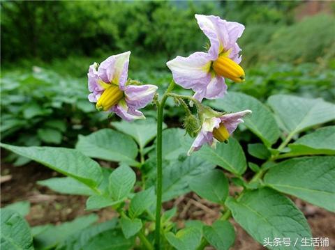 发芽的土豆别扔了，拿来种成盆栽，还能开出漂亮的花！