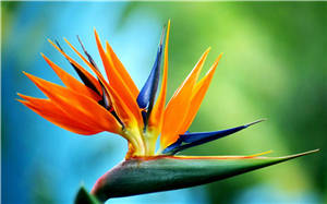 这10种是世界最美的花，大自然的惊艳之作