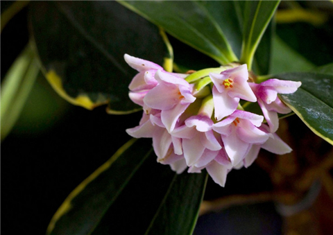 8种适合冬天养的花卉盆栽，给家增添自然生机！
