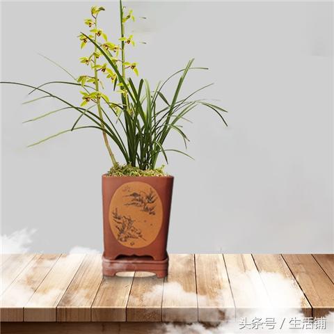 兰花总养不好，知道这些让兰花绿油油猛开花！