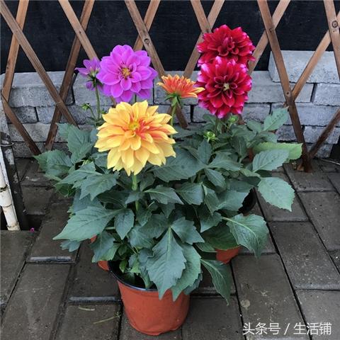 冬天这15种花卉这么养，枝繁叶茂开花多！