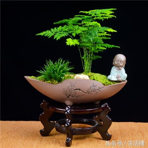 文竹会开花吗？3个技巧，白色花开满枝！