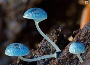 15种罕见蘑菇，罕见蘑菇大集合！