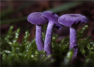 15种罕见蘑菇，罕见蘑菇大集合！