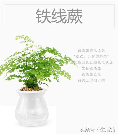 14种时尚简约的花卉盆栽，容易打理鲜活翠绿！