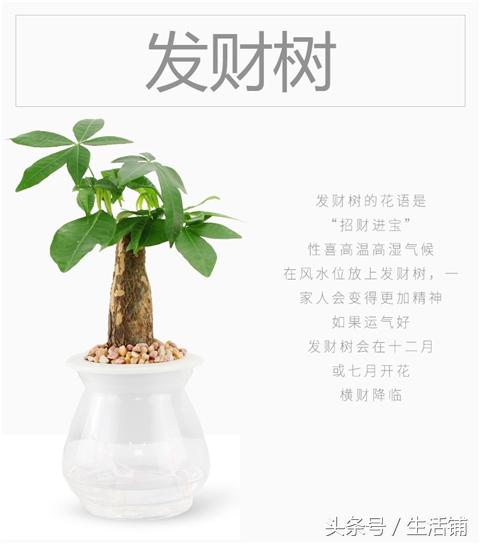 14种时尚简约的花卉盆栽，容易打理鲜活翠绿！