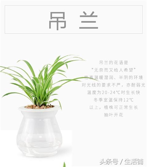 14种时尚简约的花卉盆栽，容易打理鲜活翠绿！