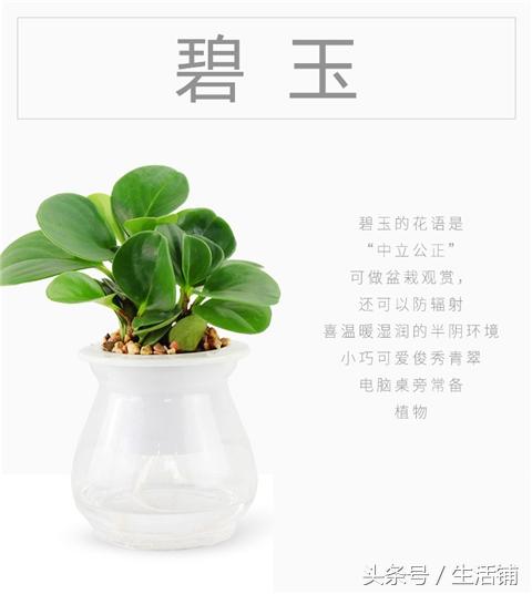 14种时尚简约的花卉盆栽，容易打理鲜活翠绿！