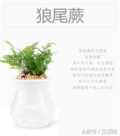 14种时尚简约的花卉盆栽，容易打理鲜活翠绿！