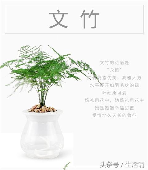 14种时尚简约的花卉盆栽，容易打理鲜活翠绿！