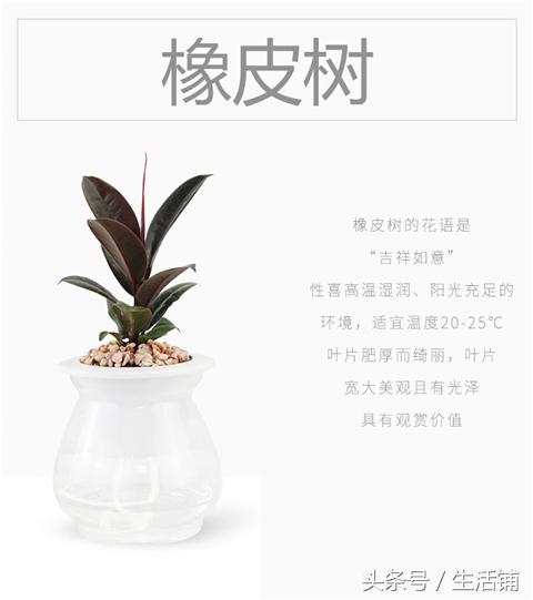 14种时尚简约的花卉盆栽，容易打理鲜活翠绿！