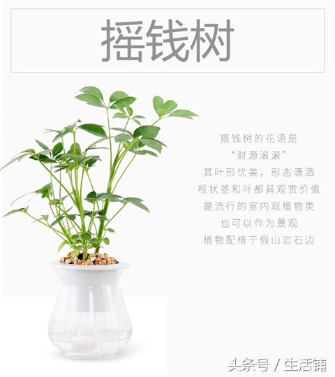 14种时尚简约的花卉盆栽，容易打理鲜活翠绿！