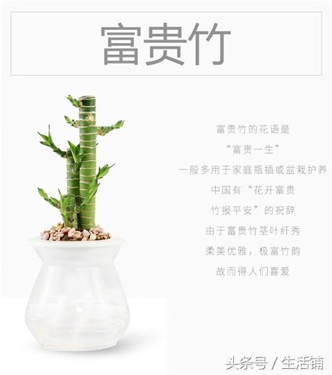 14种时尚简约的花卉盆栽，容易打理鲜活翠绿！