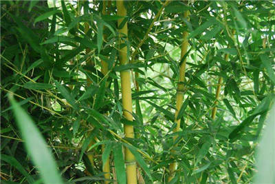绿皮黄筋竹