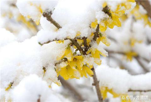 雪中的花，美的不像话！