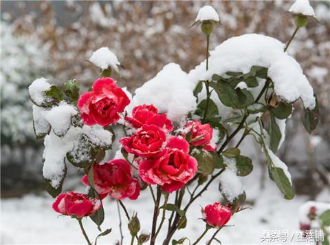 雪中的花，美的不像话！