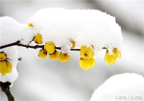 雪中的花，美的不像话！