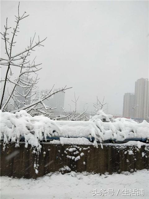 下雪了，爱花的你其实可以用雪水来浇花，好处多多！