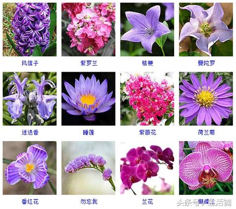 79种蓝紫色的花，好看的梦幻色彩！
