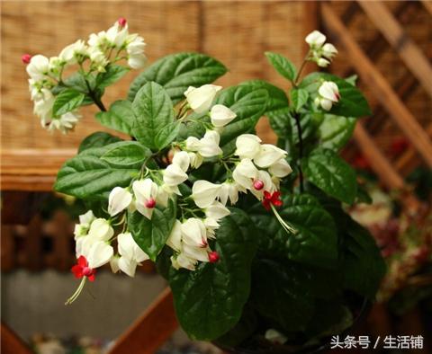 此花为美丽的观赏植物，花形奇特，开花繁茂！