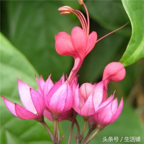 龙吐珠养护4要点，花开繁茂，像一个个奶白色的“杨桃仔”！