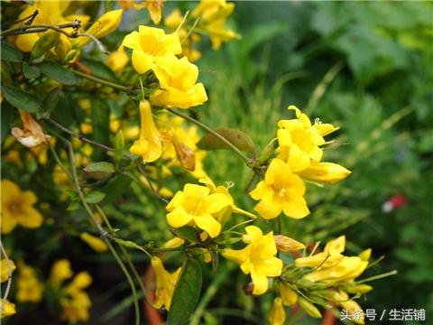 推荐6种阳台盆栽花卉，轻松打造小花园！