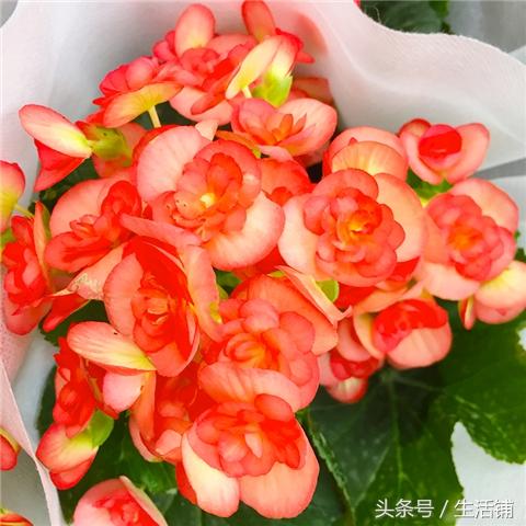 花期超长的丽格海棠，花色丰富，室内盆栽优良品种！