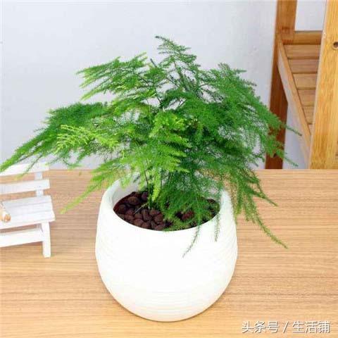 适合室内的盆栽植物排行榜，前十都有哪些呢？