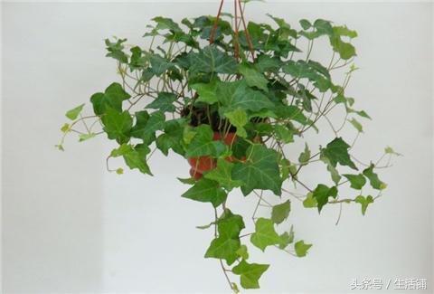 推荐7种四季常青的盆栽，让家中绿意满满！