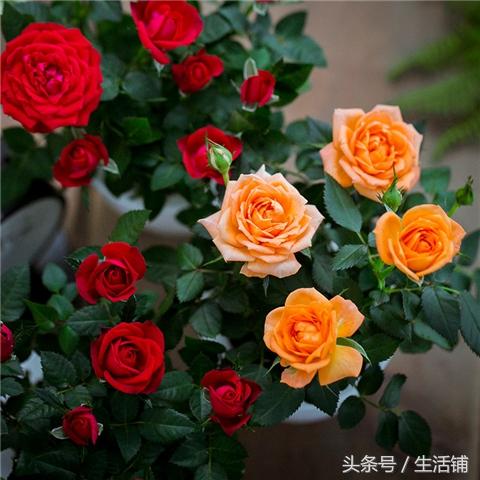 四季开花，百合玫瑰花盆栽！