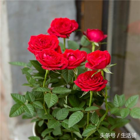 四季开花，百合玫瑰花盆栽！